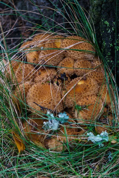 A large group of autumn mushrooms grows around a tree in the forest. — Stock Photo, Image