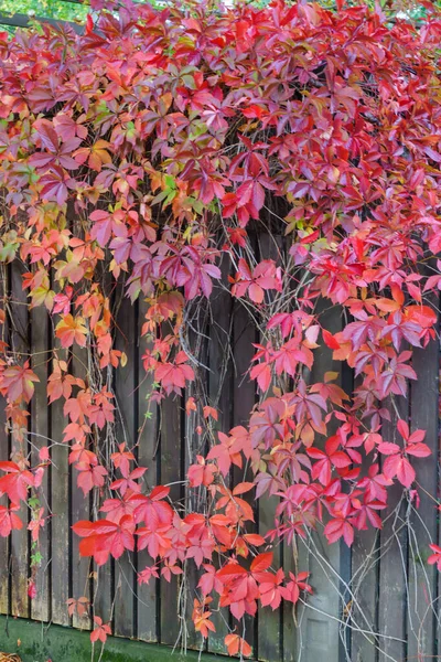 Rode bladeren van wilde druiven hangend aan een boom. Herfstlandschap. — Stockfoto