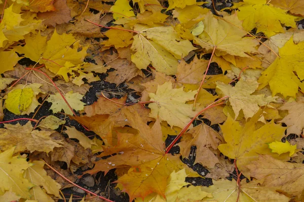 Föld borított sárga és narancssárga juharfalevelek. — Stock Fotó