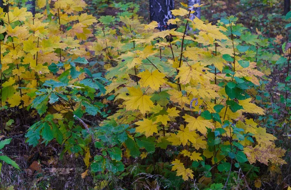 Parsemés de feuilles jaune-orange, branches d'érable dans le parc . — Photo