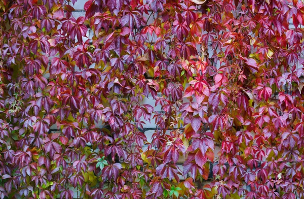 Reddened leaves of wild grapes hanging from a tree. Autumn landscape. — Stock Photo, Image
