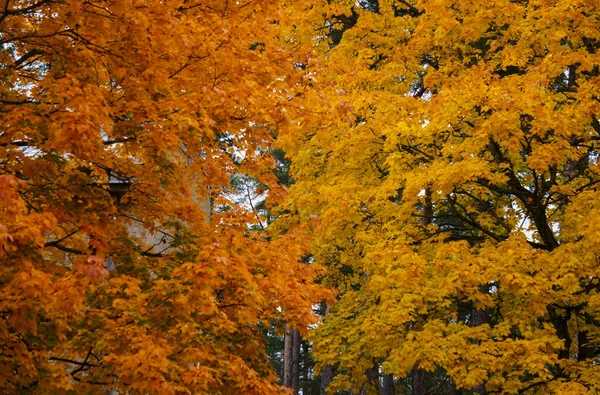 Scattered with yellow-orange leaves, maple tree branches in the park. — Stock Photo, Image