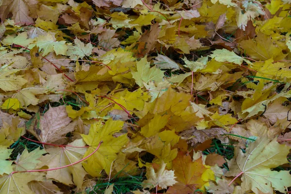 Земля покрита жовтим і помаранчевим кленовим листям . — стокове фото