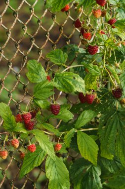 Bahçedeki dallarda kırmızı ahududular.