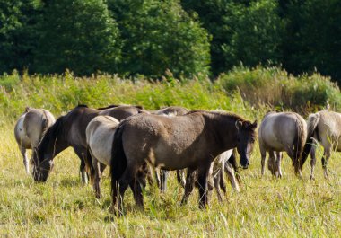 A herd of wild horses grazes in flood meadows by the river.