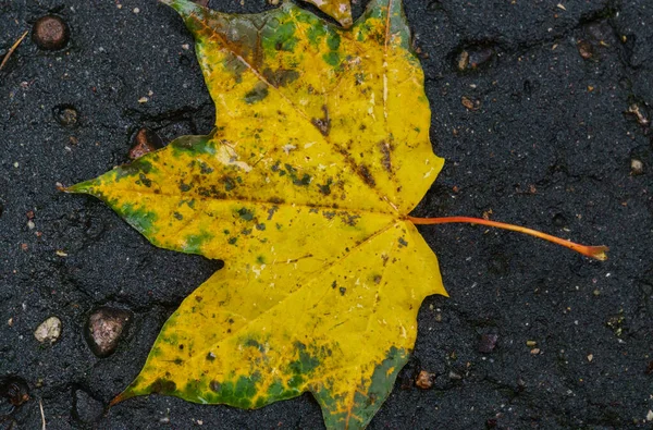 Hoja amarilla de arce en el pavimento después de la lluvia . —  Fotos de Stock