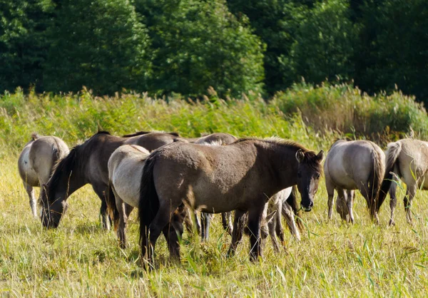 A herd of wild horses grazes in flood meadows by the river. — ストック写真