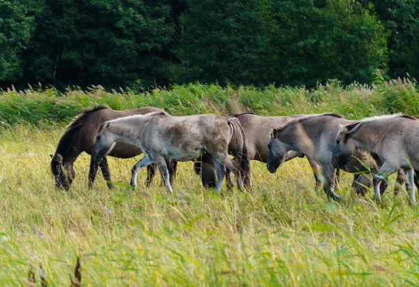 Una manada de caballos salvajes pastan en prados inundables junto al río . — Foto de Stock