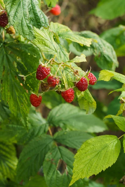 Framboises rouges sur les branches dans le jardin . — Photo