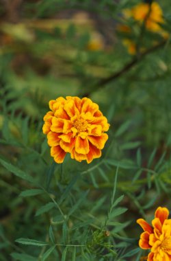 Kırsal bir bahçede güzel kadife çiçekleri.