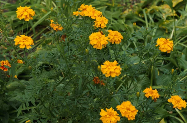 Hermosas flores de caléndula en un jardín rural . —  Fotos de Stock