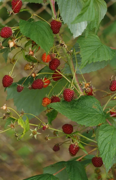 Frambuesas rojas en las ramas del jardín . —  Fotos de Stock