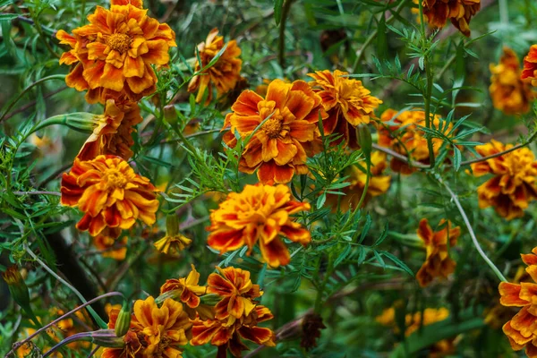 Beautiful marigold flowers in a rural garden. — Stock Photo, Image