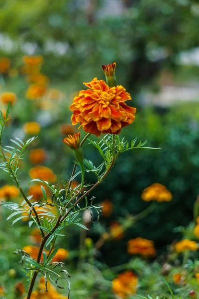 Όμορφα λουλούδια marigold σε έναν αγροτικό κήπο. — Φωτογραφία Αρχείου