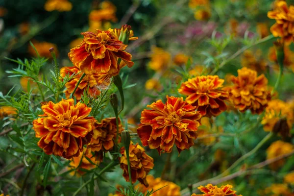 Lindas flores de calêndula em um jardim rural . — Fotografia de Stock