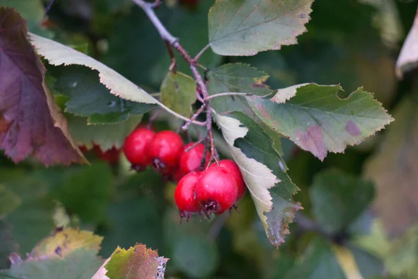 Зеленые ветви боярышника усыпаны красными ягодами . — стоковое фото