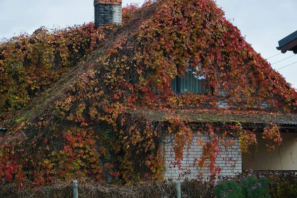 Hojas enrojecidas de uvas silvestres colgando del techo de una casa. Paisaje otoñal . —  Fotos de Stock
