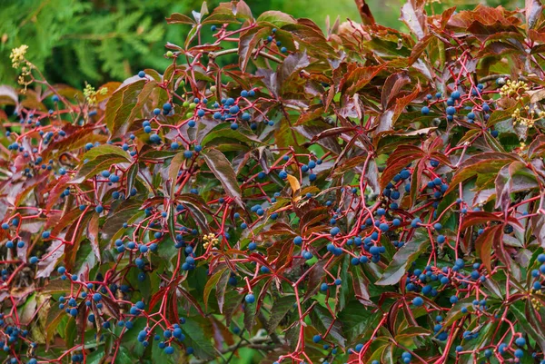 Дикий виноград изгородь с голубыми ягодами. Осенний пейзаж . — стоковое фото