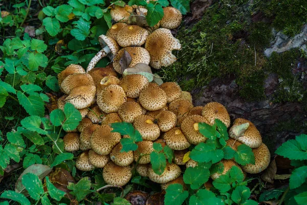 A large group of autumn mushrooms grows around a tree in the forest. — Stock Image A large group of autumn mushrooms grows around a tree in the forest. Stock Picture