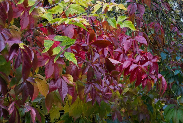 Rode bladeren van wilde druiven hangend aan een boom. Herfstlandschap. — Stockfoto