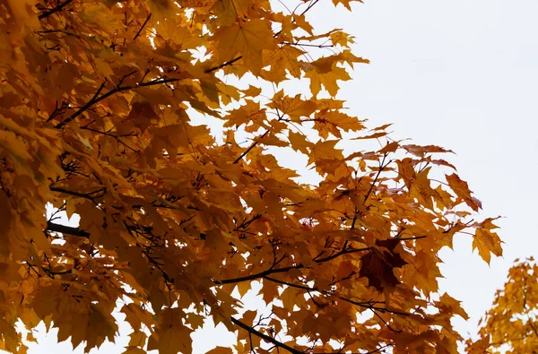 Scattered with yellow-orange leaves, maple tree branches in the park. — Stockfoto