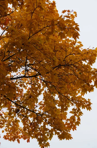 Scattered with yellow-orange leaves, maple tree branches in the park. — Stockfoto