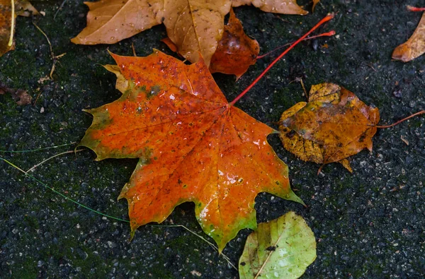 Hoja roja de arce en el pavimento después de la lluvia . —  Fotos de Stock