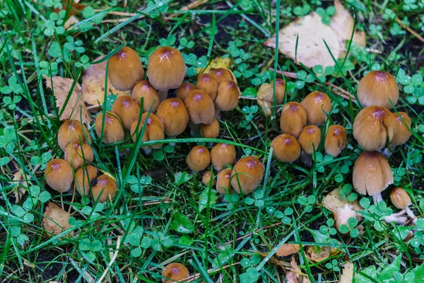 A group of dung beet mushrooms grows in a clearing in the forest. — ストック写真