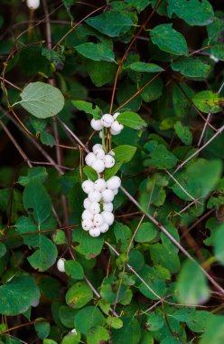 Sonbahar ormanında bir demet beyaz süs meyvesi.