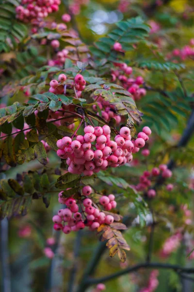 Ceniza de montaña blanco-rosa en el otoño en un parque de la ciudad.Paisaje otoñal . —  Fotos de Stock