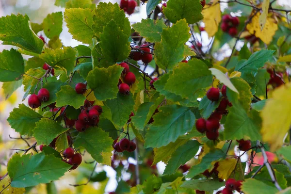 도시 공원에 있는 가지들에 달린 붉은 사향 나무의 붉은 열매. — 스톡 사진