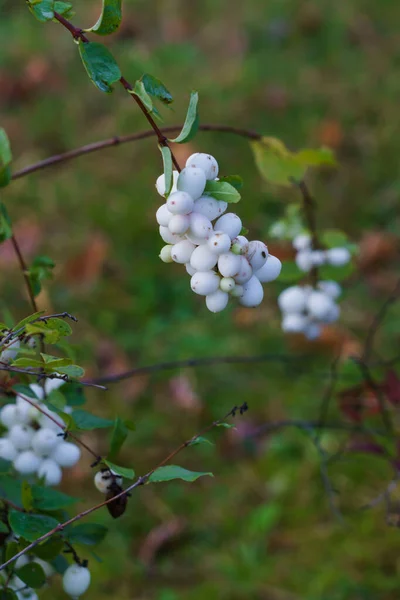 Manojos de bayas decorativas blancas en el bosque de otoño . —  Fotos de Stock