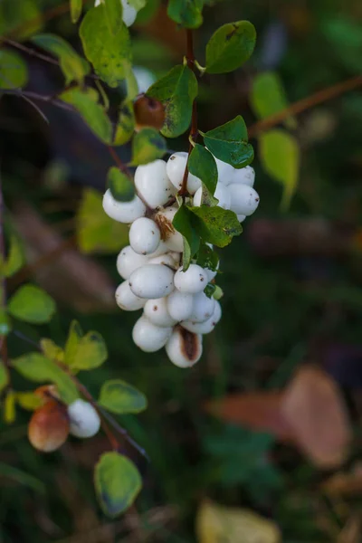 Des grappes de baies blanches décoratives dans la forêt d'automne . — Photo