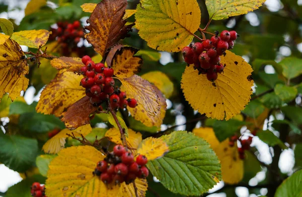 秋天的收获城市公园树枝上的山楂红色浆果. — 图库照片