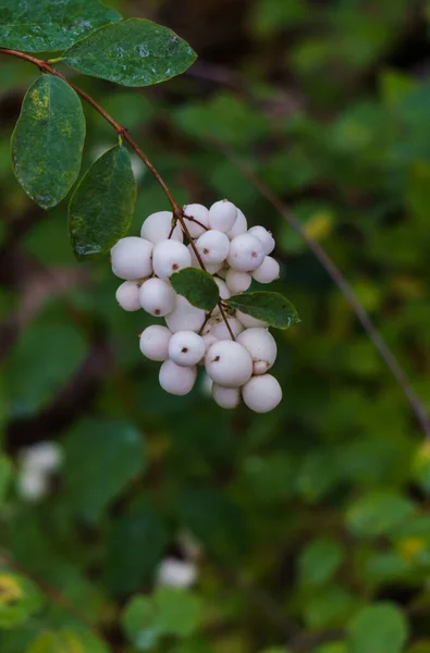 Trauben weißer Zierbeeren im herbstlichen Wald. — Stockfoto