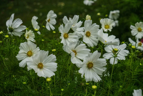 Beautiful white cosmea flowers blossomed in the city garden. — Stock Photo, Image