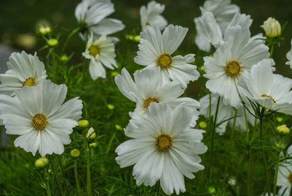 Gyönyörű fehér cosmea virágok virágzott a város kertjében. — Stock Fotó