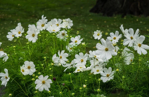 В городском саду расцвели красивые белые цветы из космоса . — стоковое фото