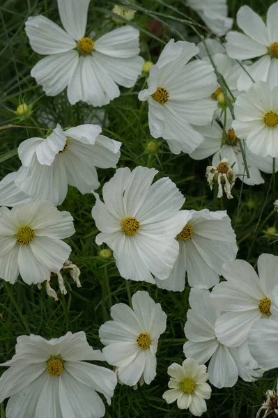 Gyönyörű fehér cosmea virágok virágzott a város kertjében. — Stock Fotó