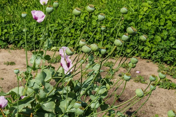 Poppy green boxes with seeds and purple poppy flowers.