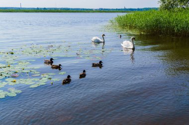 Ördekli iki beyaz kuğu kıyıya yüzdü.