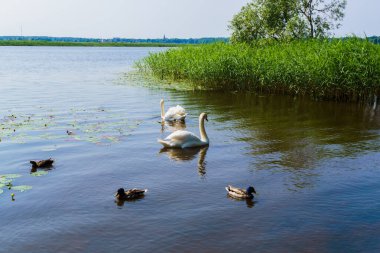 Ördekli iki beyaz kuğu kıyıya yüzdü.
