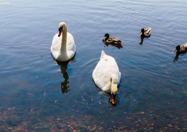 Ördekli iki beyaz kuğu kıyıya yüzdü.