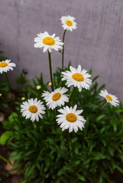 夏の真ん中の庭のベッドでカモミールガーデンの花. — ストック写真