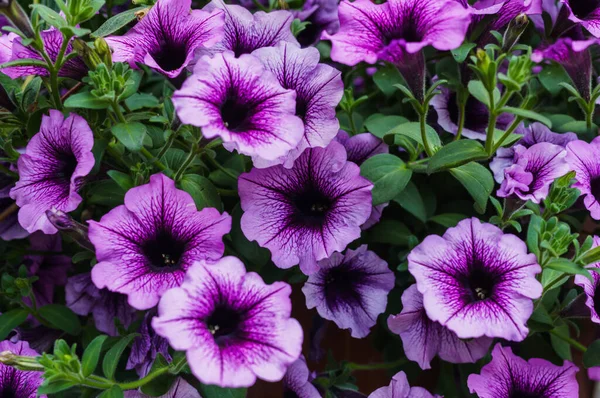 Bouquet of purple petunias in a flower pot. — Stock Photo, Image