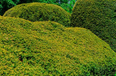 İngiltere 'de eski bir malikanede budanmış ağaçlar.