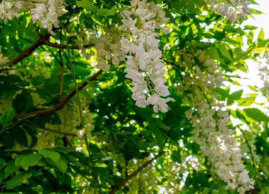 Beyaz salkımın güzel çiçekleri çitin yanında asılı duruyor. Yaz manzarası.