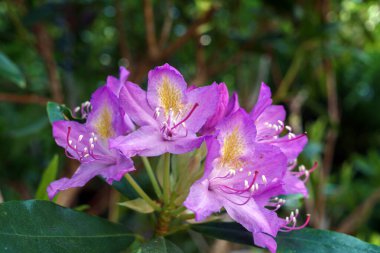 Blurred Rhododendron pink flower fresh blooming on morning light