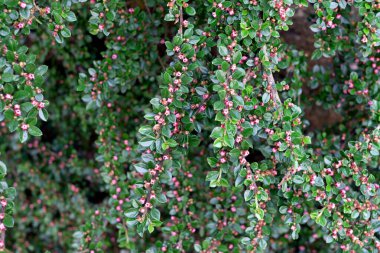bearberry, arctostaphylos uva-ursi,in the garden in summer. clipart