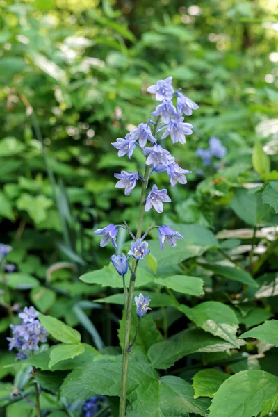 Viola campane blu che crescono nella vecchia foresta — Foto Stock
